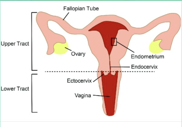Colposcopy & Pap Smear - Specialist Gynaecology Treatment at First Care Clinic